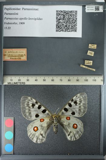 Media type: image;   Entomology 175442